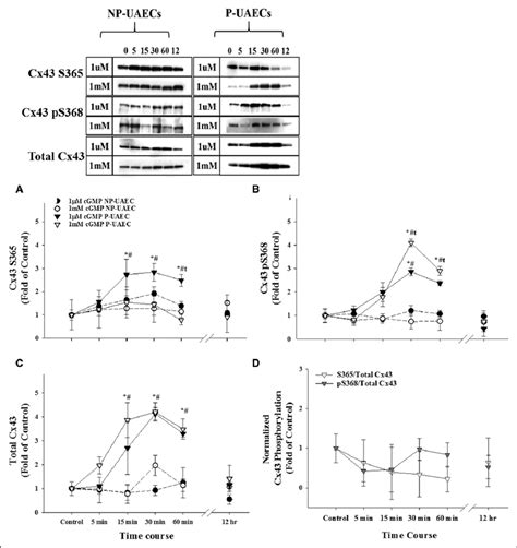 Effects Of Br Bromo Camp On Cx Connexin Phosphorylation In