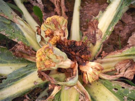 Whats Happening To My Cauliflowerdisease Or Pest