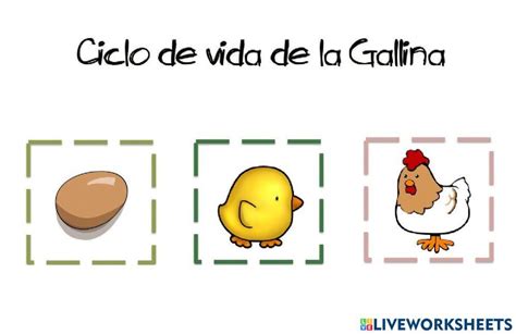 Ciclo De La Gallina Worksheet Live Worksheets