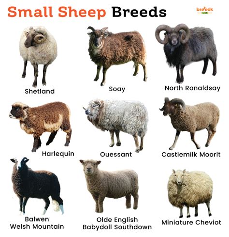 List of Small Sheep Breeds With Pictures