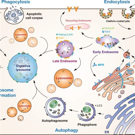 PDF Lysosome Biogenesis Regulation And Functions