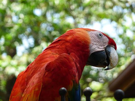 Parrot Costa Rica Bird Free Photo On Pixabay Pixabay