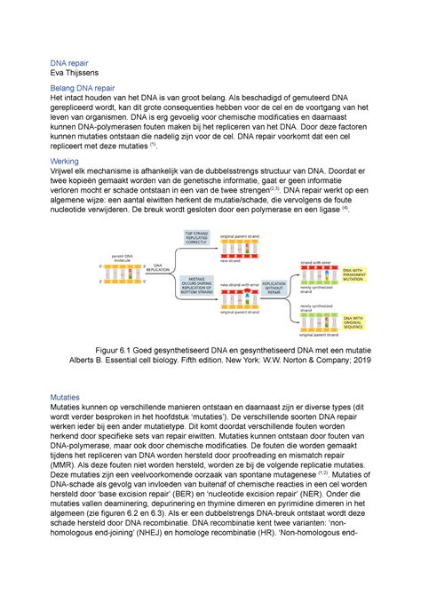 DNA Repair DNA Repair Eva Thijssens Belang DNA Repair Het Intact