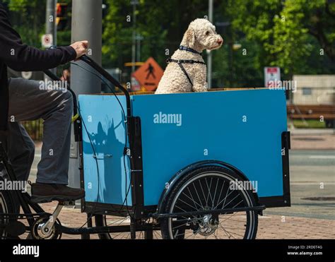 Homme sur un vélo cargo avec son ami chien Homme mature chevauchant un vélo cargo dans la ville