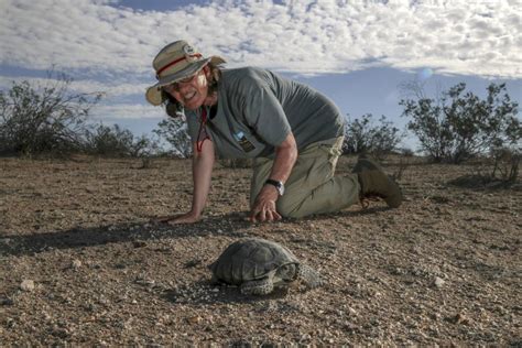 California S Mojave Desert Tortoises Move Toward Extinction Why Saving