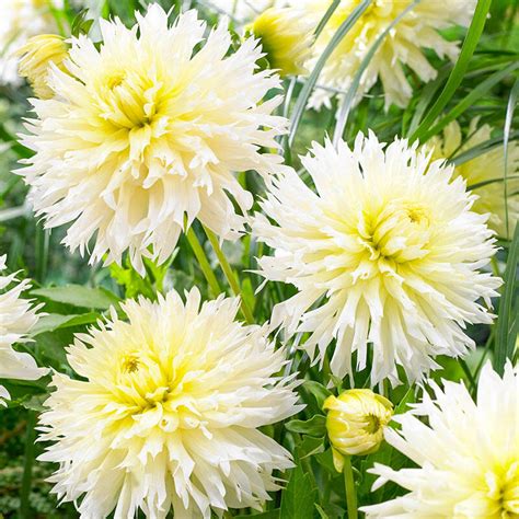 Buy Ice Crystal Dahlia | Best Deal on Dahlia Bulbs | Breck's