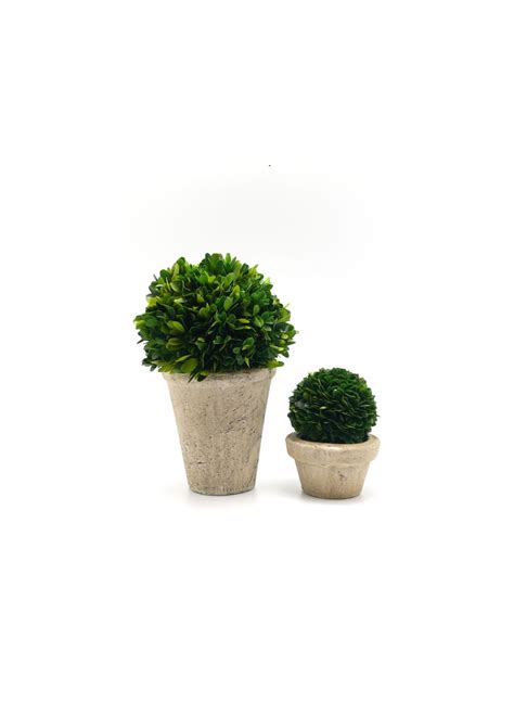 Buy Versatile Preserved Boxwood Ball In Pot Decor Jamali Garden