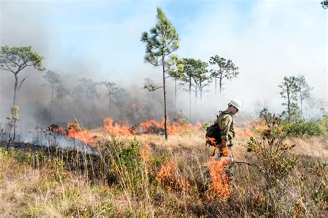 Forest Health and Wildfire Protection - The Moore Charitable Foundation