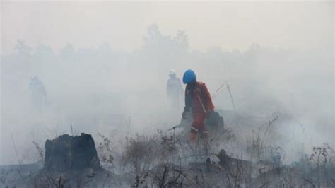 6 Provinsi Ini Jadi Prioritas BNPB Antisipasi Kebakaran Hutan Dan Lahan