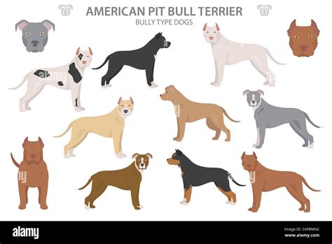 Pit bull type dogs. American pit bull terrier. Different variaties of ...