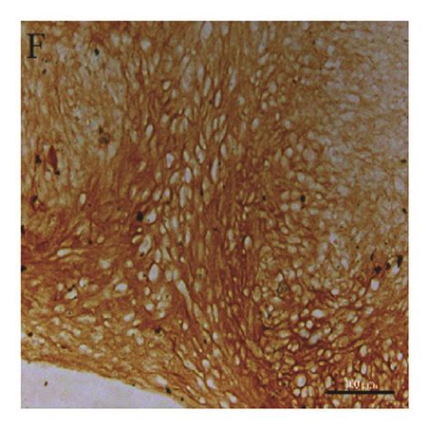 Chondrogenic Differentiation Potential Of Third Passage Mscs Cultures