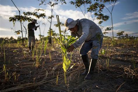 Addressing Deforestation With Modern Technologies Advance Esg