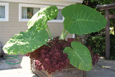 Caladiums Peacocks Of The Shade When It Comes To Adding Striking