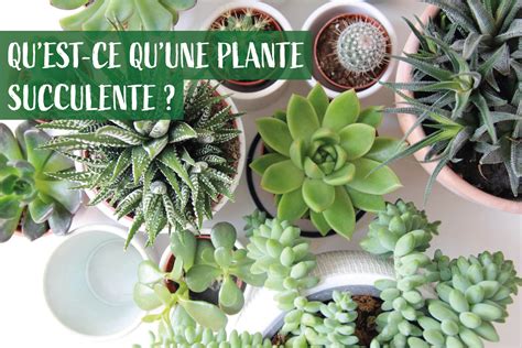 Comment Fertiliser Ses Plantes Succulentes Mes Cactus Et Succulentes