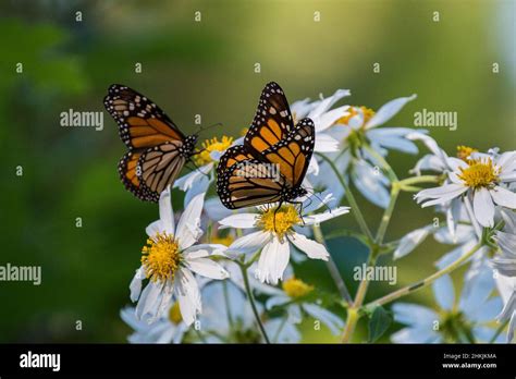 Pacific Grove Monarch Butterfly Sanctuary Stock Photo - Alamy