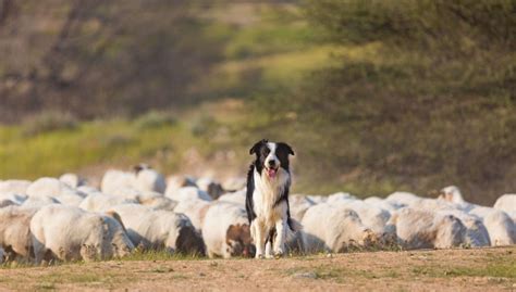 Border Collie Breed Profile Top Dog Tips