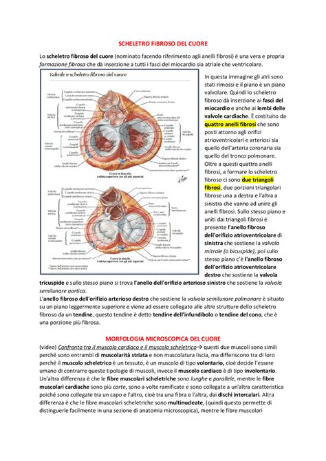 Cuore Ad Anello Fibroso