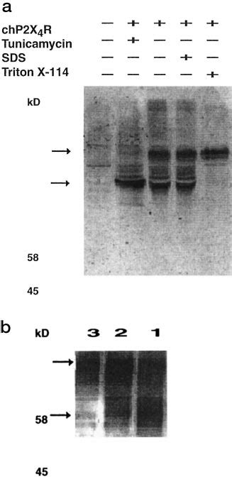 Effects Of Tunicamycin And Detergents On The Expression Of Cp X R