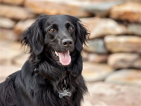 Black Labrador Long Hair Everything You Need To Know