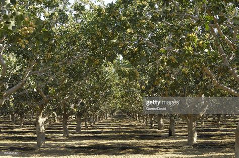 Orchard Of Ripening Pistachio Nuts High Res Stock Photo Getty Images