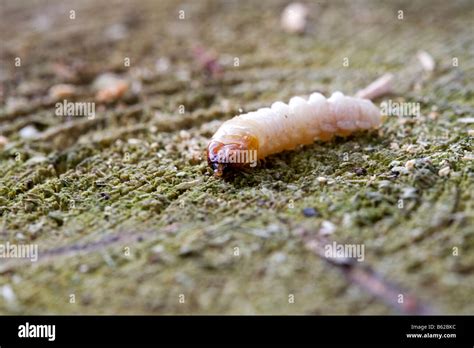 Larva of the Longhorn Beetle or Long-horned Beetle (Cerambycidae) on ...
