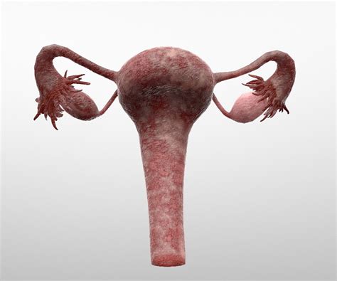 3d Model Female Reproductive Turbosquid 1405491