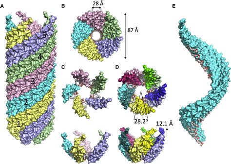 Structure Of The Bacterial Sex F Pilus Reveals An Assembly Of A