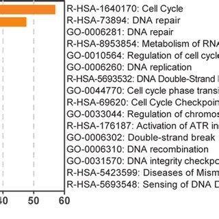 Rfwd Might Orchestrate The Genes In Dna Repair Process Rfwd