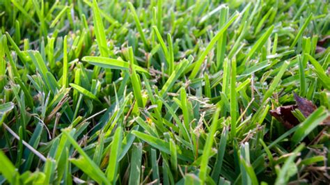 6 Types Of Sod Grass For Florida Homeowners How To Choose