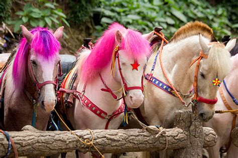 Baguio City Stock Photos Pictures And Royalty Free Images Istock