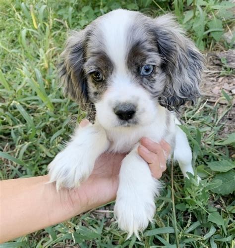 Weston, a Brindle Merle & White Male Cocker Spaniel Puppy 651735 ...