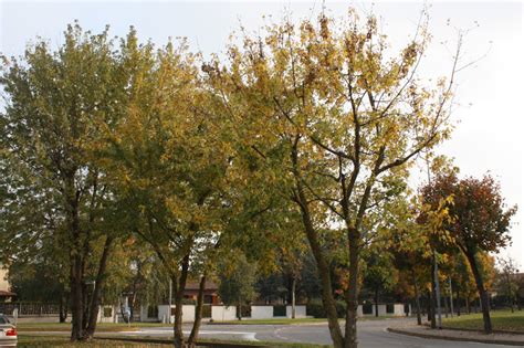 Acero Saccarino Alberi A Rodengo Saiano