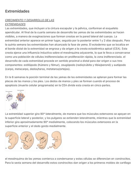 Extremidades Resumen Langman Embriologia Medica Extremidades