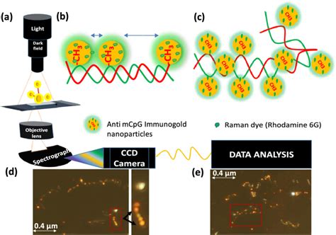 Scheme 1 Fabrication For Methyl CpG Position Based Plasmonic