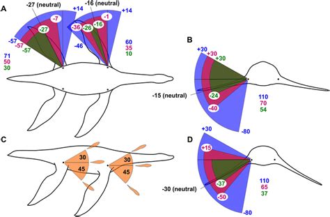 Outlines Of The Meyerasaurus Model Showing The Available Ranges Of