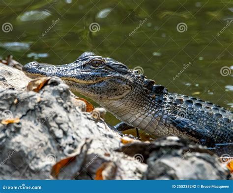 American Alligator Basking Stock Photo Image Of Alligator 255238242