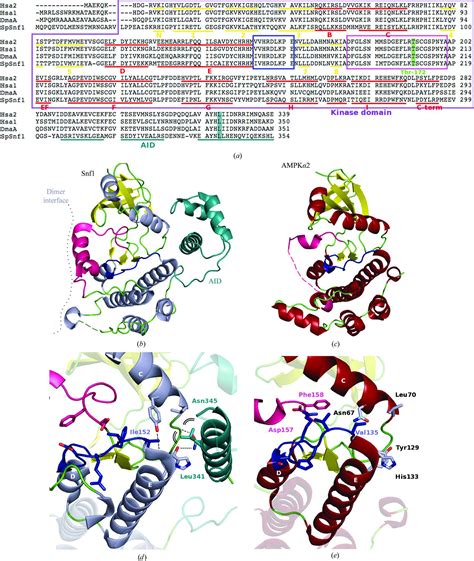 Iucr A Conserved Mechanism Of Autoinhibition For The Ampk Kinase