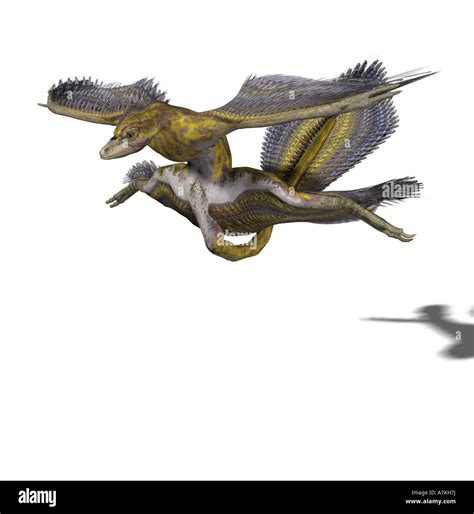 Microraptor Dinosaur Stock Photo Alamy