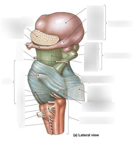 Lateral Brainstem Diagram Quizlet