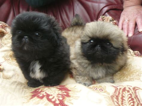 Pekingese Puppies for sale – Dog Kennel