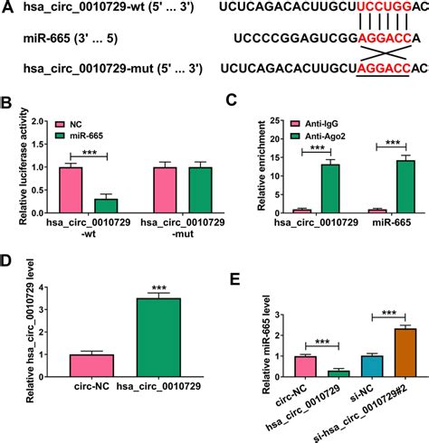 Hsa Circ Functions As A Sponge Of Mir A The Complementary