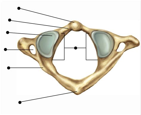 Vertebrae 2 Diagram | Quizlet