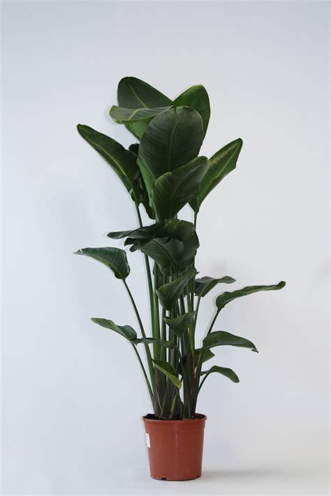 Strelitzia Nicolai 120cm X D23