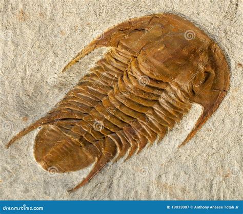 Trilobite fossil stock image. Image of natural, ordovician - 19033007