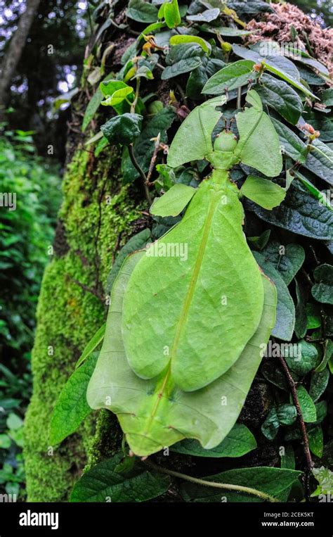 Giant Leaf Insect Phyllium Giganteum Being Camouflaged Using Mimicry To Take On The