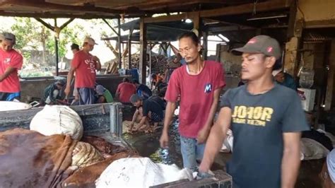 Cara Membersihkan Bulu Kulit Sapi Dengan Mudah