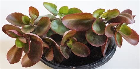 каланхое kalanchoe / Градина