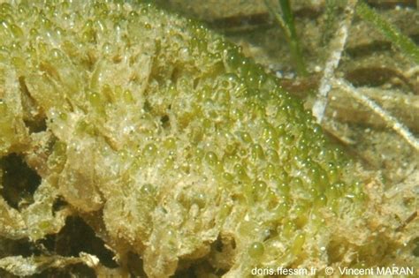 Valonia aegagropila | DORIS