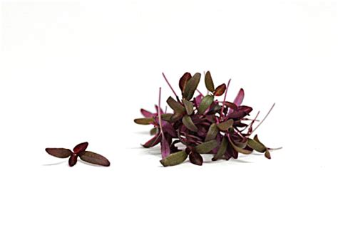 Pepper Cress Badia Farms