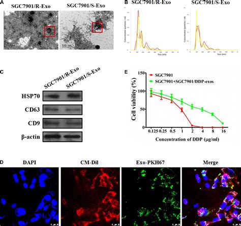 Frontiers Cisplatin Resistant Gastric Cancer Cells Promote The